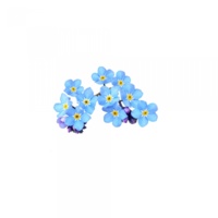 forget-me-not-isolated.jpg