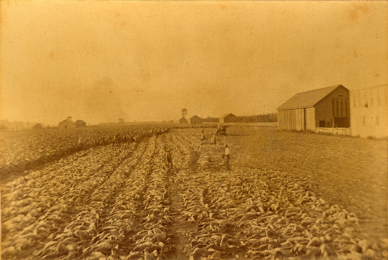 Faded black and white photograph of the Hiram Walker Farm tobacco fields; there are several workers in the field; the crops on the far left and the back of the photograph are tall and the crops in the centre and to the right of the photograph have been cut; there are two farm buildings to the far right of the photo and additional buildings at the top and left of the photo in the background.