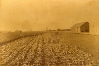 Faded black and white photograph of the Hiram Walker Farm tobacco fields; there are several workers in the field; the crops on the far left and the back of the photograph are tall and the crops in the centre and to the right of the photograph have been cut; there are two farm buildings to the far right of the photo and additional buildings at the top and left of the photo in the background.
